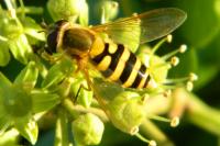 Syrphus ribesii