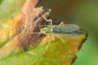 Chironomus plumosus
