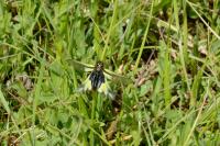 Libelloides coccajus
