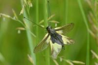 Libelloides coccajus