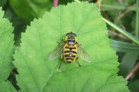 Myathropa florea