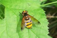 Volucella inanis