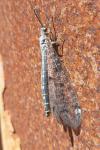 Distoleon tetragrammicus
