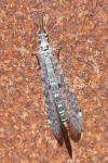 Distoleon tetragrammicus