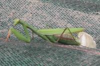 Mantis religiosa