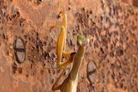 Mantis religiosa