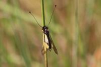 Libelloides coccajus