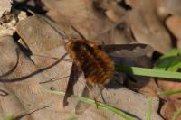 Bombylius major