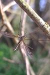 Tipula