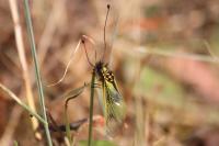 Libelloides longicornis