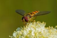 Episyrphus balteatus