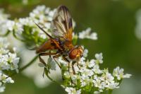 Ectophasia crassipennis