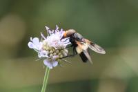 Volucella pellucens