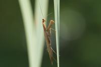 Mantis religiosa
