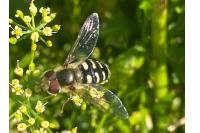 Scaeva pyrastri