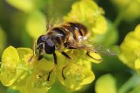 Myathropa florea