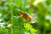 Scathophaga stercoraria