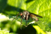 Empis tessellata