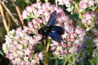Xylocopa violacea