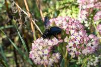 Xylocopa violacea