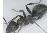 Formica cunicularia