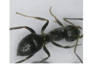 Lasius niger