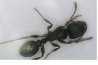 Tetramorium
