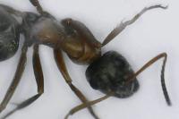 Formica rufibarbis