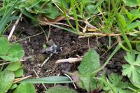 Andrena cineraria