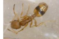 Temnothorax unifasciatus