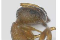 Temnothorax unifasciatus