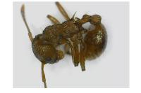 Myrmica specioides