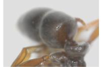 Hypoponera eduardi