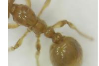 Solenopsis fugax