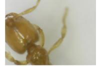 Solenopsis fugax