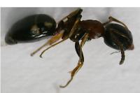 Dolichoderus quadripunctatus