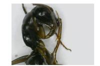 Camponotus fallax