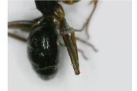 Camponotus fallax