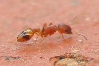 Temnothorax unifasciatus
