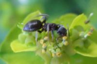 Lasius niger