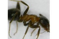 Lasius emarginatus
