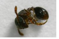 Myrmecina graminicola