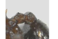Myrmecina graminicola