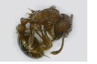 Myrmica scabrinodis