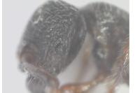 Myrmecina graminicola