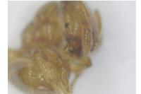Solenopsis fugax