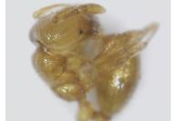 Solenopsis fugax