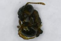Tetramorium caespitum