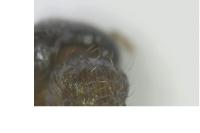 Tetramorium caespitum