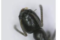 Tapinoma pygmaeum